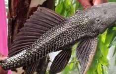 Ikan sapu-sapu atau pangasius . Dok: Eranasional/HO ***.